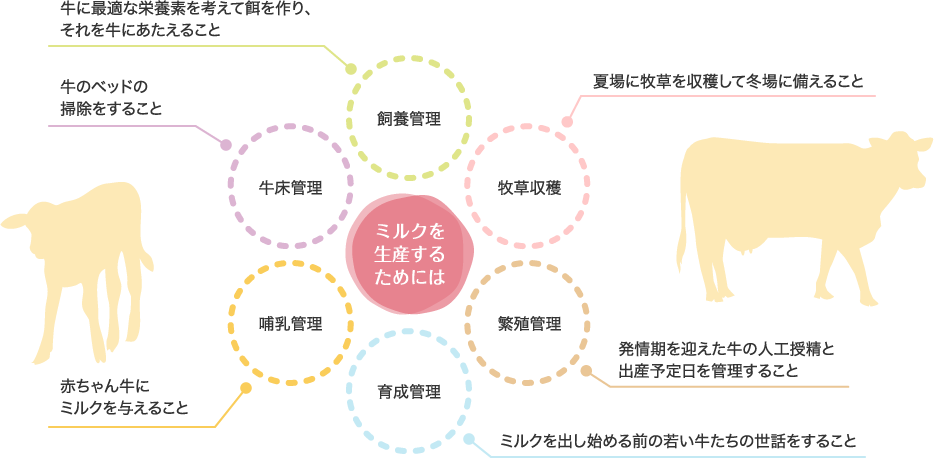ミルクを生産するためには 飼葉管理:牛に最適な栄養素を考えて餌を作り、それを牛に与えること 牛床管理:牛のベッドの掃除をすること 哺乳管理:赤ちゃん牛にミルクを与えること 育成管理:ミルクを出し始める前の若い牛たちの世話をすること 繁殖管理:発情期を迎えた牛の人工授精と出産予定日を管理すること 牧草収穫:夏場に牧草を収穫して冬場に備えること